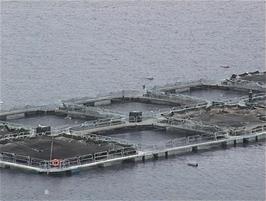 Salmon jumping in the Fish Farm near Eilean Mor Island, Kenmore